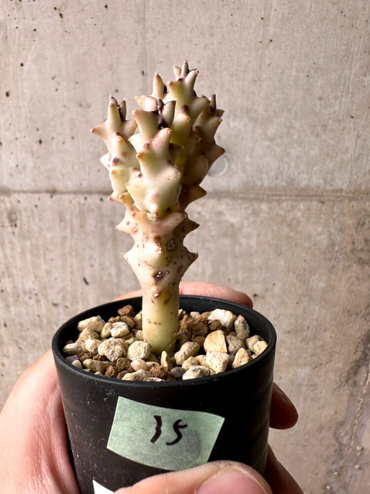 【現品限り】カラルマ・ソコトラナ【E35】 Caralluma socotrana