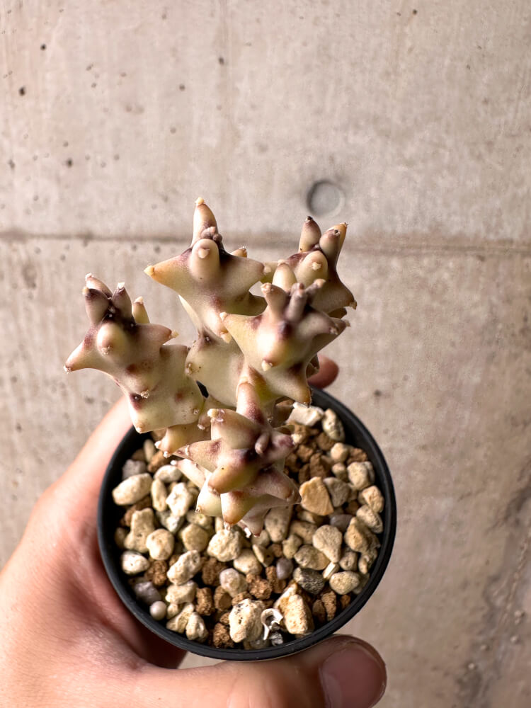 【現品限り】カラルマ・ソコトラナ【E35】 Caralluma socotrana