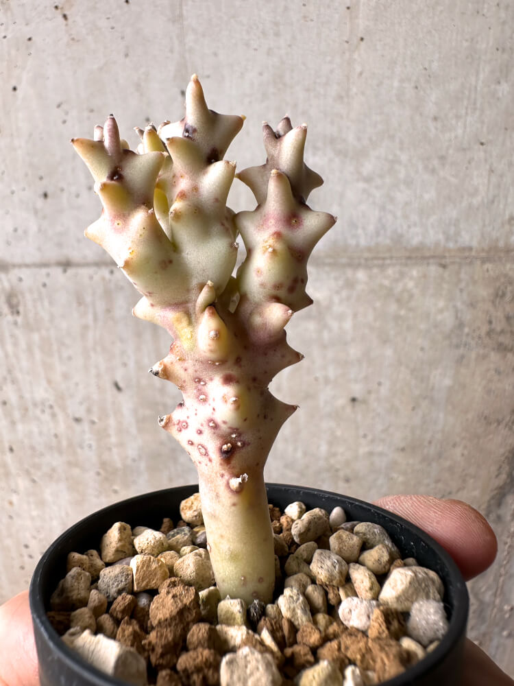 【現品限り】カラルマ・ソコトラナ【E35】 Caralluma socotrana