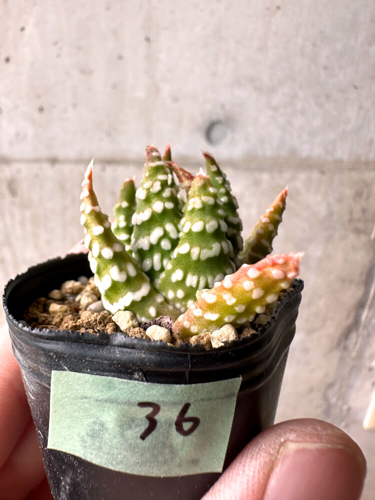 【現品限り】ハオルチア・プミラ・ドーナツ 5cmポット【E36】 Haworthia pumila Donuts