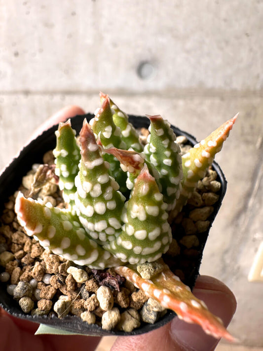 【現品限り】ハオルチア・プミラ・ドーナツ 5cmポット【E36】 Haworthia pumila Donuts