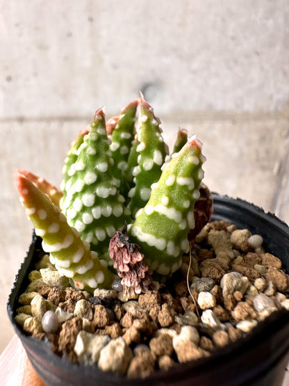 【現品限り】ハオルチア・プミラ・ドーナツ 5cmポット【E36】 Haworthia pumila Donuts