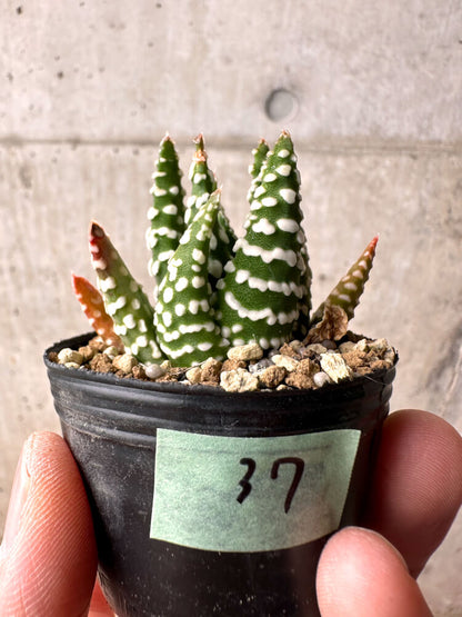 【現品限り】ハオルチア・プミラ・ドーナツ 5cmポット【E37】 Haworthia pumila Donuts