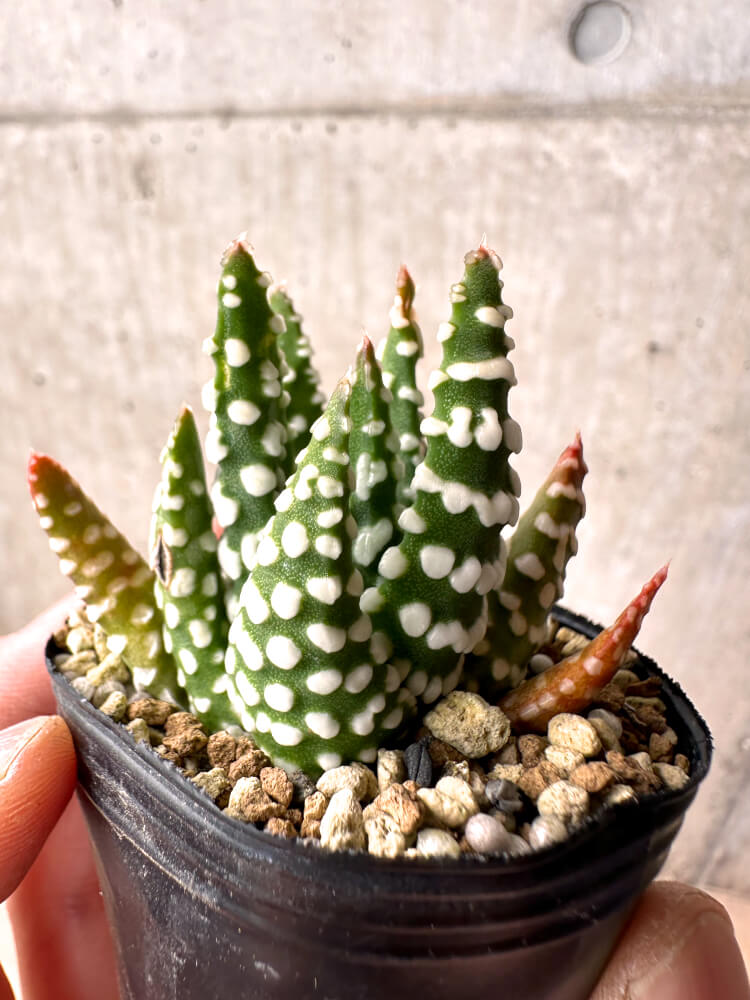 ハオルチア(Haworthia) – プラントブラザーズ