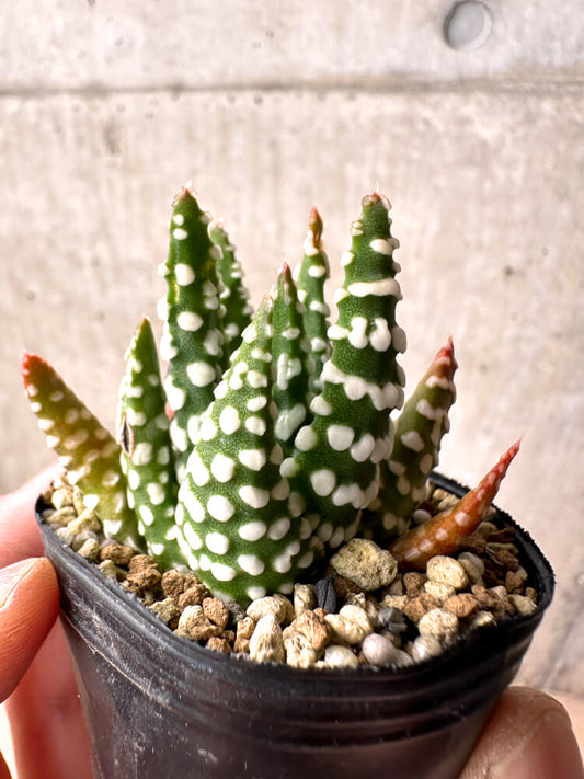 【現品限り】ハオルチア・プミラ・ドーナツ 5cmポット【E37】 Haworthia pumila Donuts