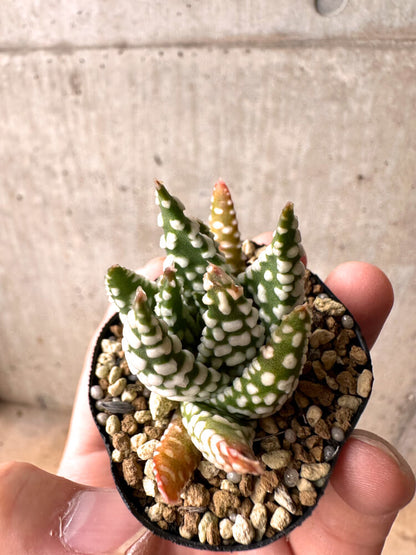 【現品限り】ハオルチア・プミラ・ドーナツ 5cmポット【E37】 Haworthia pumila Donuts