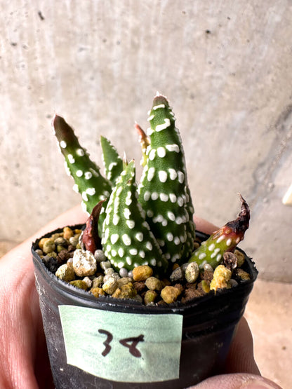 【現品限り】ハオルチア・プミラ・ドーナツ 5cmポット【E38】 Haworthia pumila Donuts