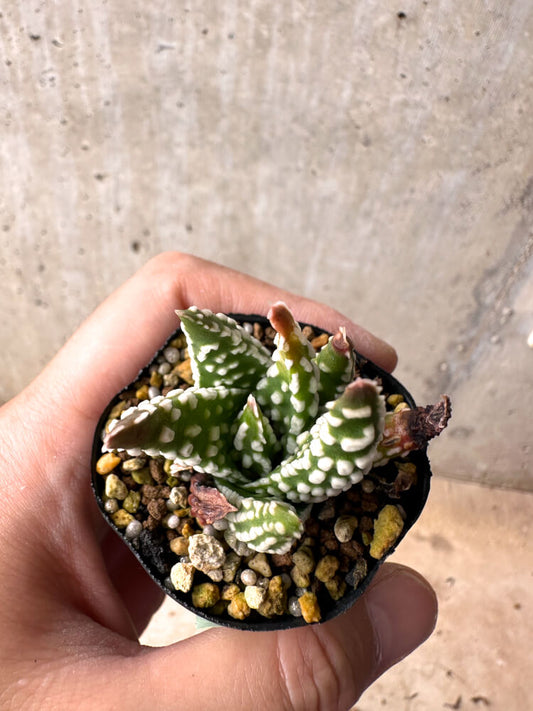 【現品限り】ハオルチア・プミラ・ドーナツ 5cmポット【E38】 Haworthia pumila Donuts