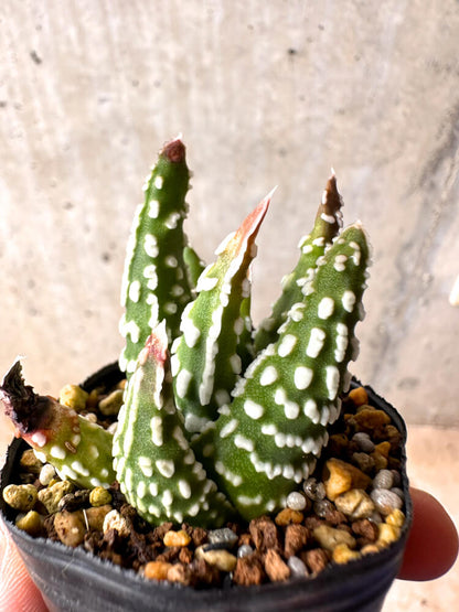 【現品限り】ハオルチア・プミラ・ドーナツ 5cmポット【E38】 Haworthia pumila Donuts