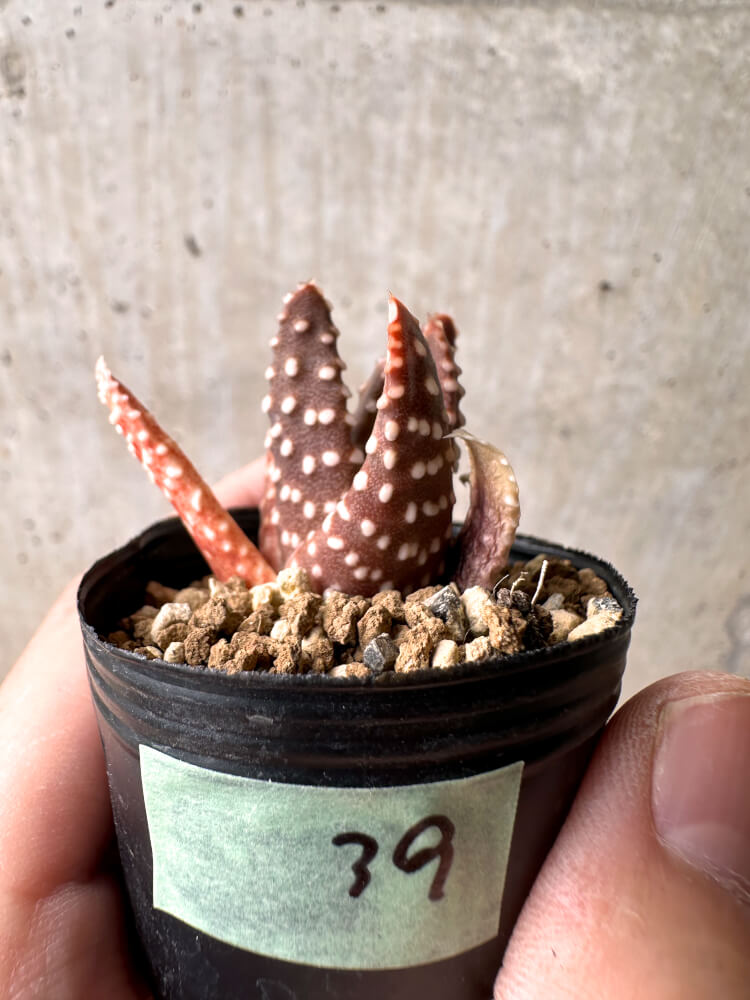 【現品限り】ハオルチア・プミラ・ドーナツ 5cmポット【E39】 Haworthia pumila Donuts