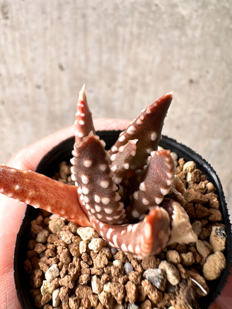 ハオルチア⭐️ 臙脂(えんじ)⭐️ 斑入り 美苗　美品　発根済み。 ハオルチア(Haworthia) – プラントブラザーズ