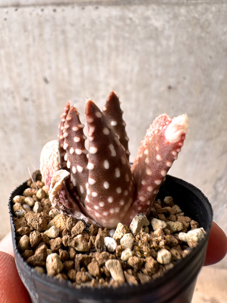 【現品限り】ハオルチア・プミラ・ドーナツ 5cmポット【E39】 Haworthia pumila Donuts