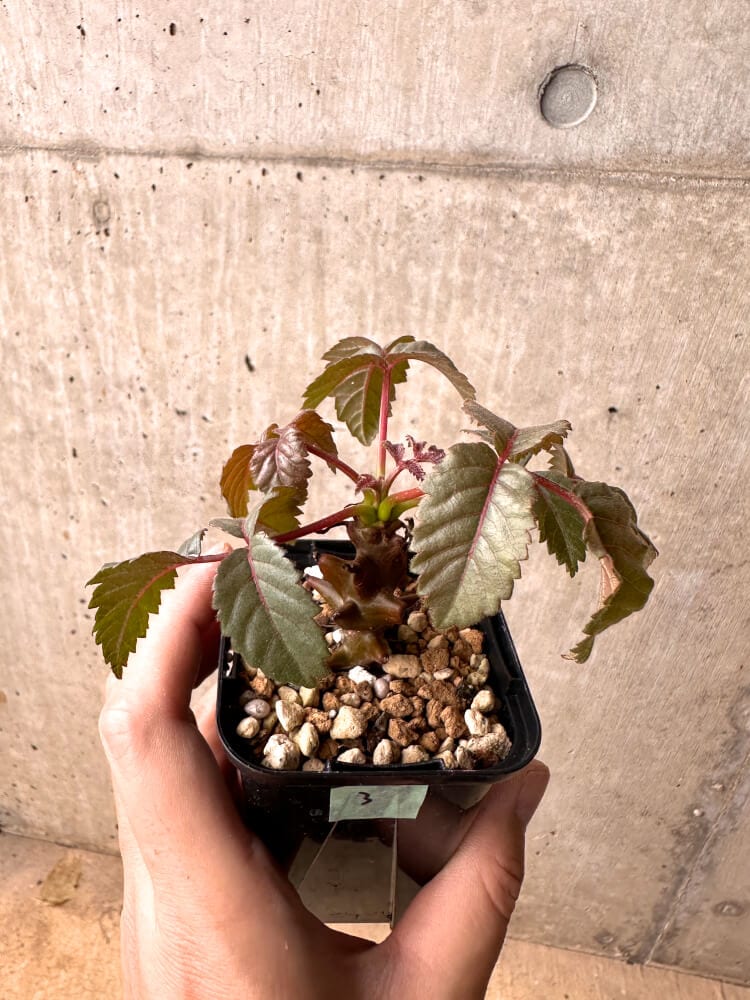 【現品限り】ベイセリア・メキシカーナ【E3】 Beiselia mexicana