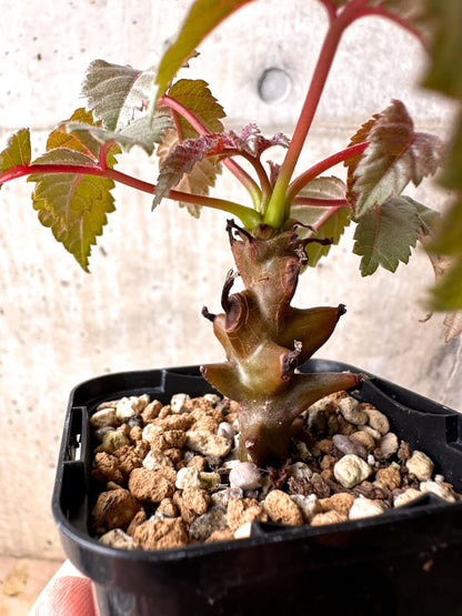 【現品限り】ベイセリア・メキシカーナ【E3】 Beiselia mexicana