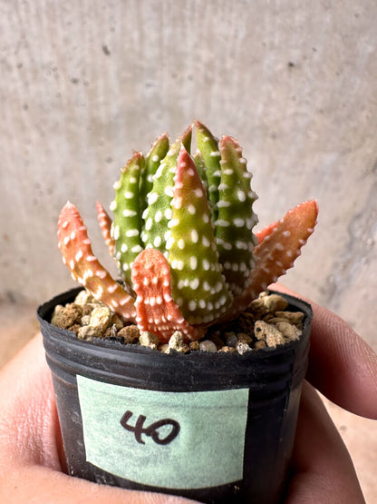 【現品限り】ハオルチア・プミラ・ドーナツ 5cmポット【E40】 Haworthia pumila Donuts