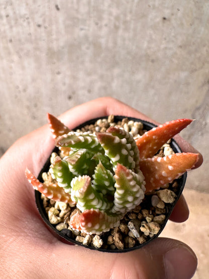 【現品限り】ハオルチア・プミラ・ドーナツ 5cmポット【E40】 Haworthia pumila Donuts