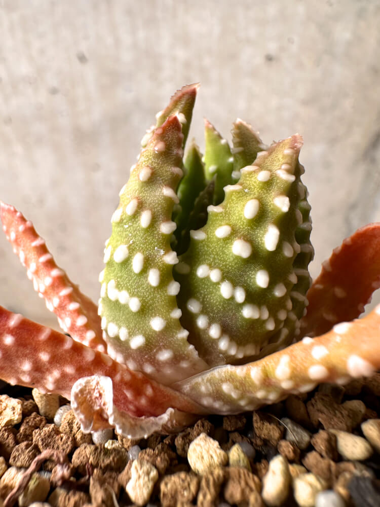 【現品限り】ハオルチア・プミラ・ドーナツ 5cmポット【E40】 Haworthia pumila Donuts