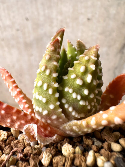 【現品限り】ハオルチア・プミラ・ドーナツ 5cmポット【E40】 Haworthia pumila Donuts