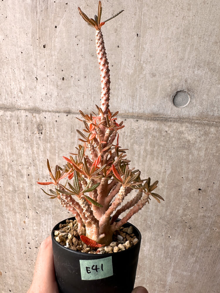 【現品限り】ドルステニア・ギガス ブラータ 挿し木 発根済み【E41】 Dorstenia gigas bullata