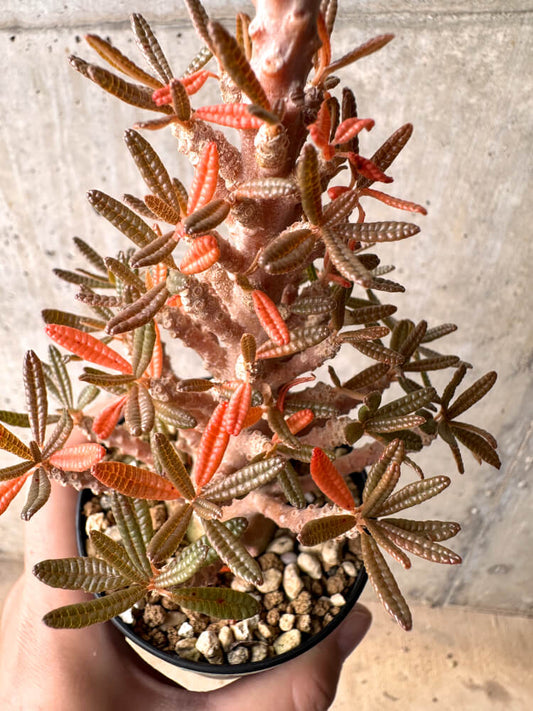 【現品限り】ドルステニア・ギガス ブラータ 挿し木 発根済み【E41】 Dorstenia gigas bullata