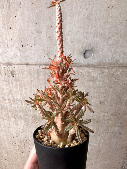 【現品限り】ドルステニア・ギガス ブラータ 挿し木 発根済み【E41】 Dorstenia gigas bullata