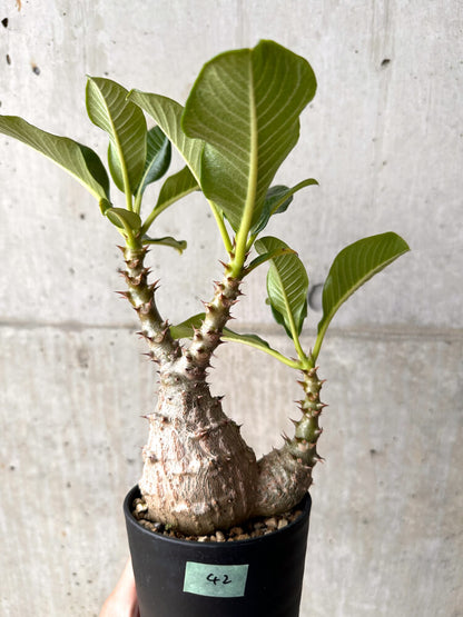 【現品限り】パキポディウム・ウィンゾリー 大株 実生【E42】 Pachypodium windsorii