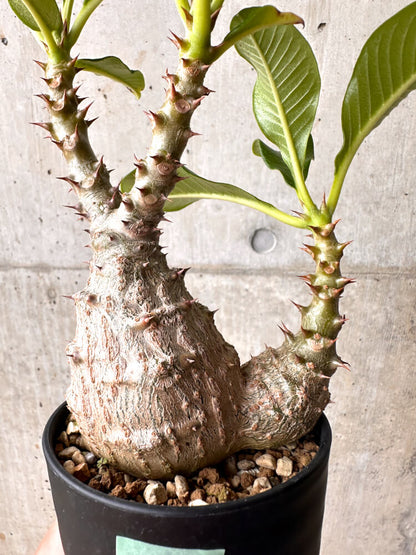 【現品限り】パキポディウム・ウィンゾリー 大株 実生【E42】 Pachypodium windsorii