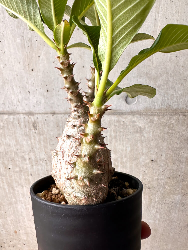 【現品限り】パキポディウム・ウィンゾリー 大株 実生【E42】 Pachypodium windsorii