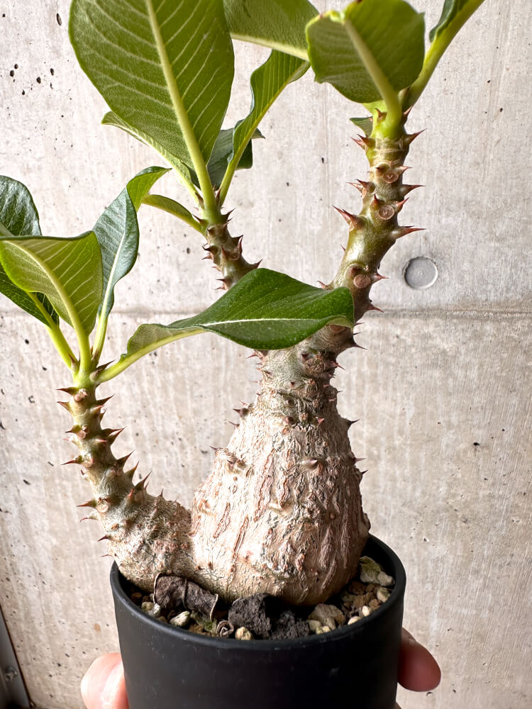 【現品限り】パキポディウム・ウィンゾリー 大株 実生【E42】 Pachypodium windsorii