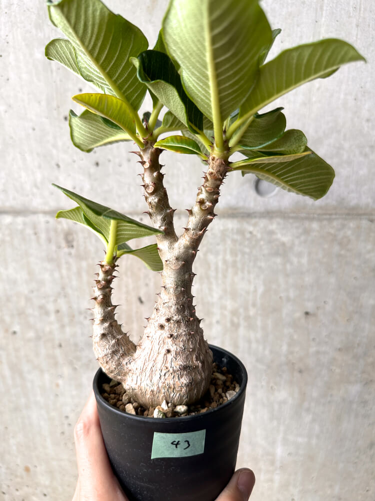 【現品限り】パキポディウム・ウィンゾリー 大株 実生【E43】 Pachypodium windsorii