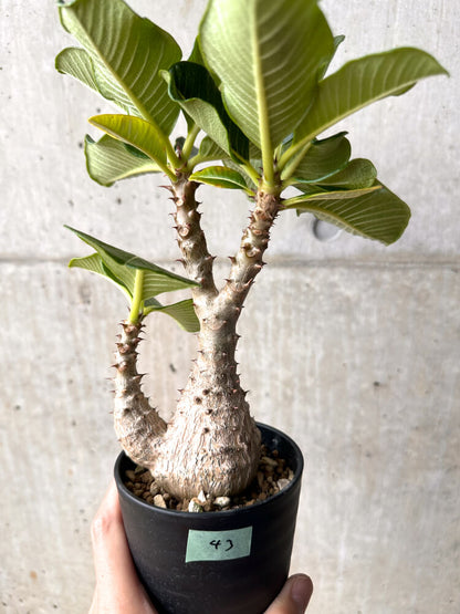 【現品限り】パキポディウム・ウィンゾリー 大株 実生【E43】 Pachypodium windsorii