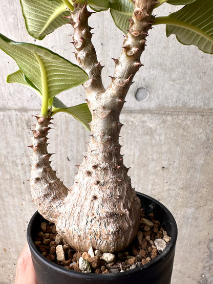 【現品限り】パキポディウム・ウィンゾリー 大株 実生【E43】 Pachypodium windsorii