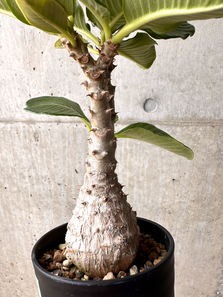 【現品限り】パキポディウム・ウィンゾリー 大株 実生【E43】 Pachypodium windsorii