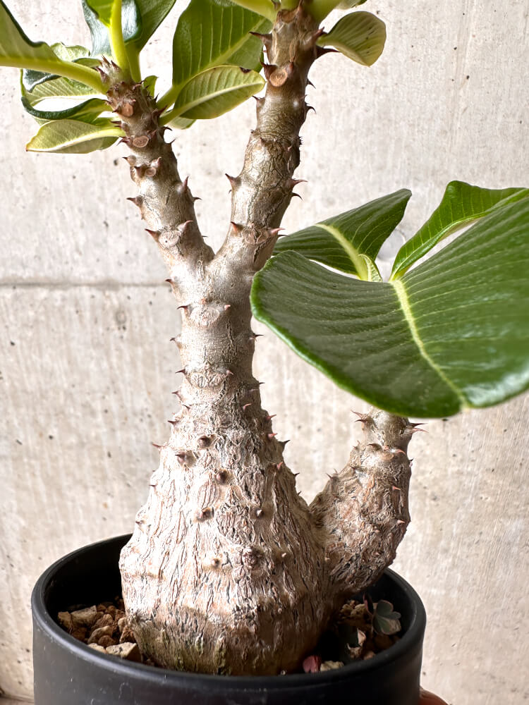 【現品限り】パキポディウム・ウィンゾリー 大株 実生【E43】 Pachypodium windsorii