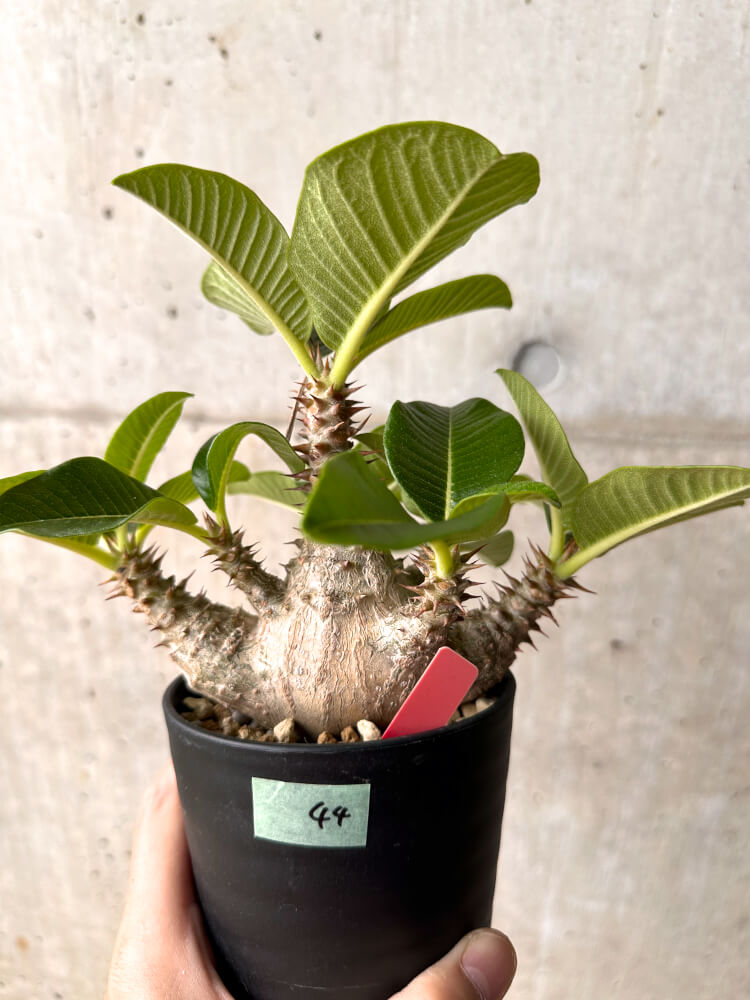 【現品限り】パキポディウム・ウィンゾリー 大株 実生【E44】 Pachypodium windsorii