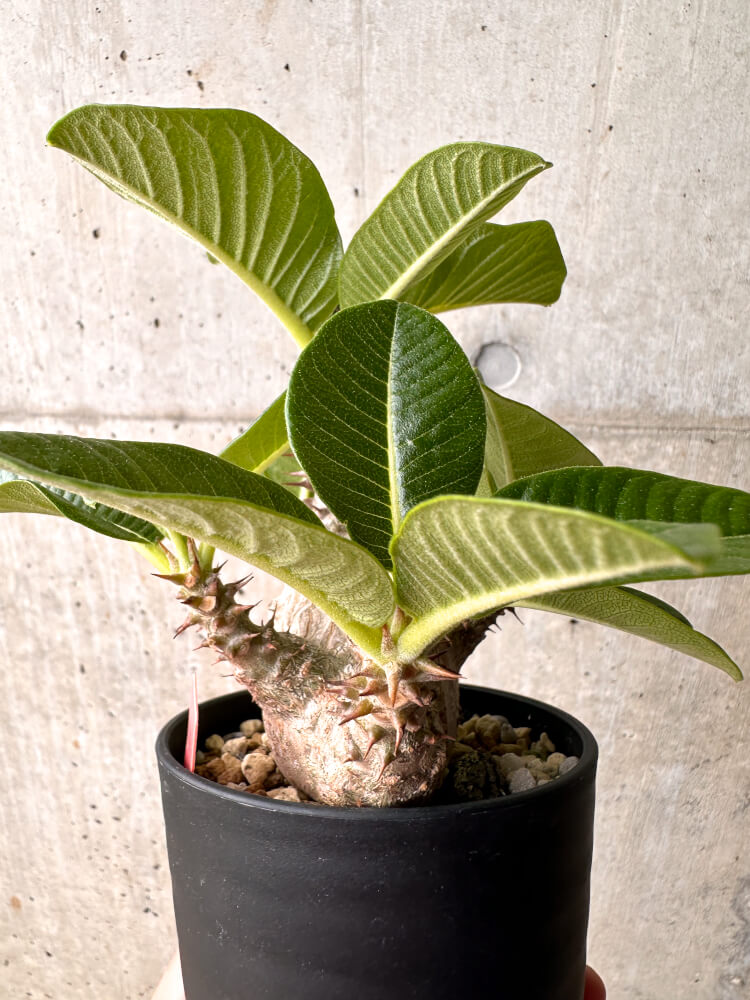 【現品限り】パキポディウム・ウィンゾリー 大株 実生【E44】 Pachypodium windsorii