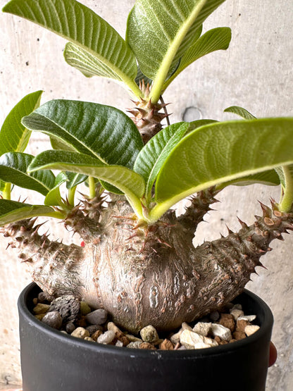 【現品限り】パキポディウム・ウィンゾリー 大株 実生【E44】 Pachypodium windsorii