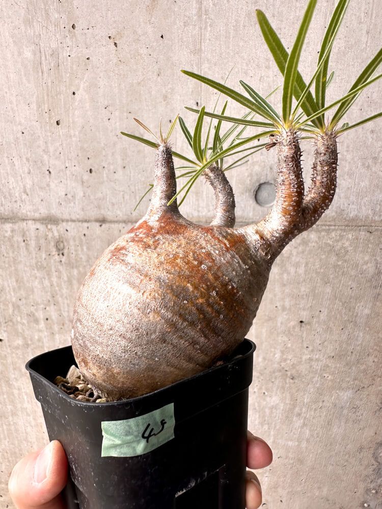 【現品限り】パキポディウム・グラキリス 現地株 発根済み 2年ほど管理【E45】 Pachypodium gracilius