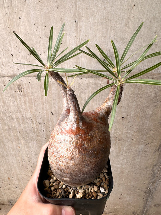 【現品限り】パキポディウム・グラキリス 現地株 発根済み 2年ほど管理【E45】 Pachypodium gracilius