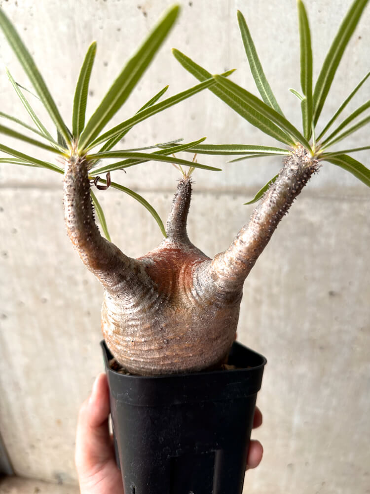【現品限り】パキポディウム・グラキリス 現地株 発根済み 2年ほど管理【E45】 Pachypodium gracilius