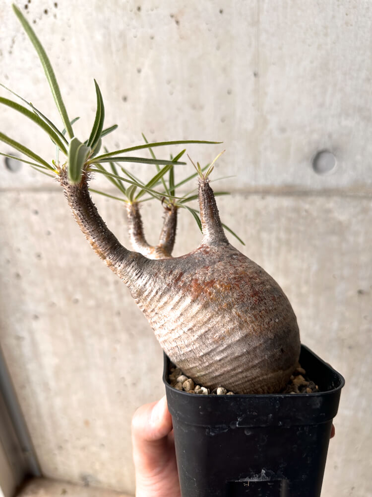 【現品限り】パキポディウム・グラキリス 現地株 発根済み 2年ほど管理【E45】 Pachypodium gracilius