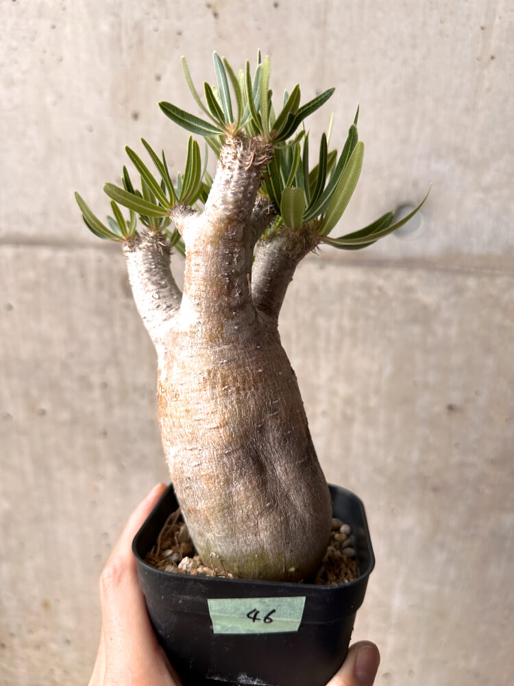 【現品限り】パキポディウム・イノピナーツム 現地株 発根済み 2年ほど管理【E46】 Pachypodium inopinatum