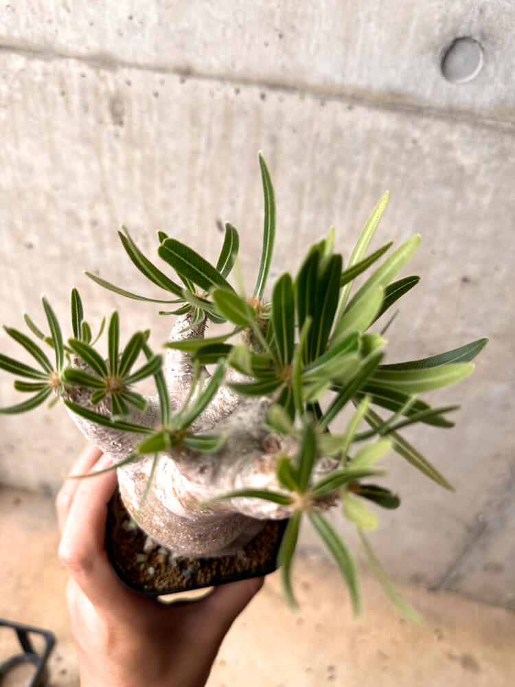 【現品限り】パキポディウム・イノピナーツム 現地株 発根済み 2年ほど管理【E46】 Pachypodium inopinatum