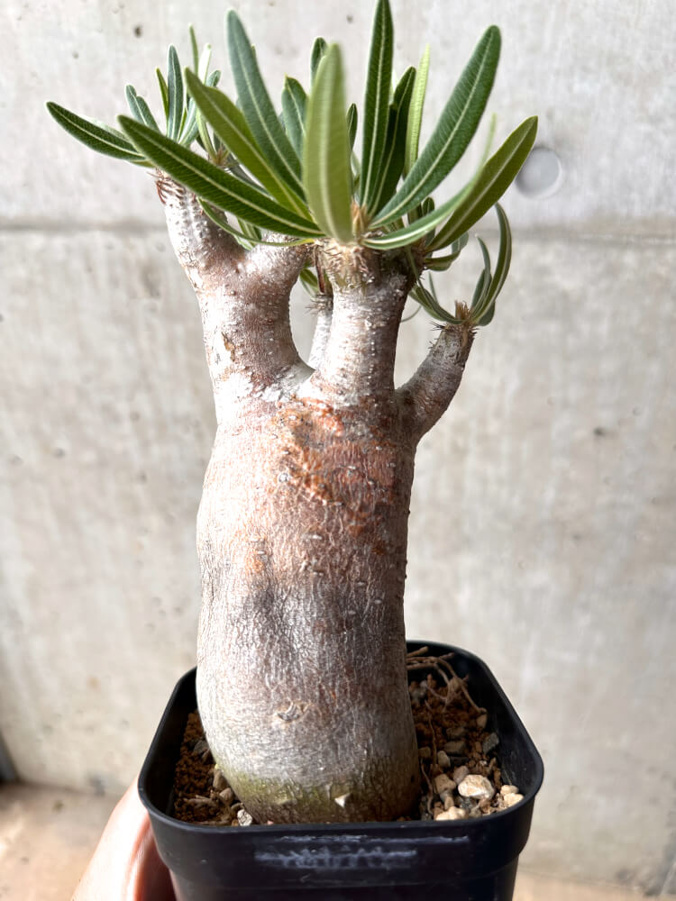 【現品限り】パキポディウム・イノピナーツム 現地株 発根済み 2年ほど管理【E46】 Pachypodium inopinatum