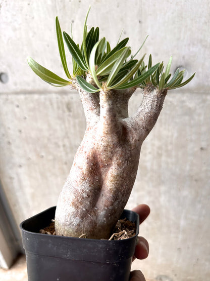 【現品限り】パキポディウム・イノピナーツム 現地株 発根済み 2年ほど管理【E46】 Pachypodium inopinatum