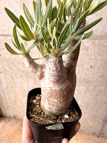 【現品限り】パキポディウム・イノピナーツム 現地株 発根済み 2年ほど管理【E46】 Pachypodium inopinatum