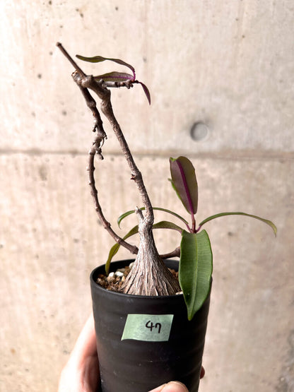 【現品限り】ペトペンチア・ナタレンシス【E47】 Petopentia natalensis