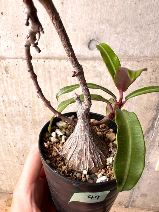 【現品限り】ペトペンチア・ナタレンシス【E47】 Petopentia natalensis