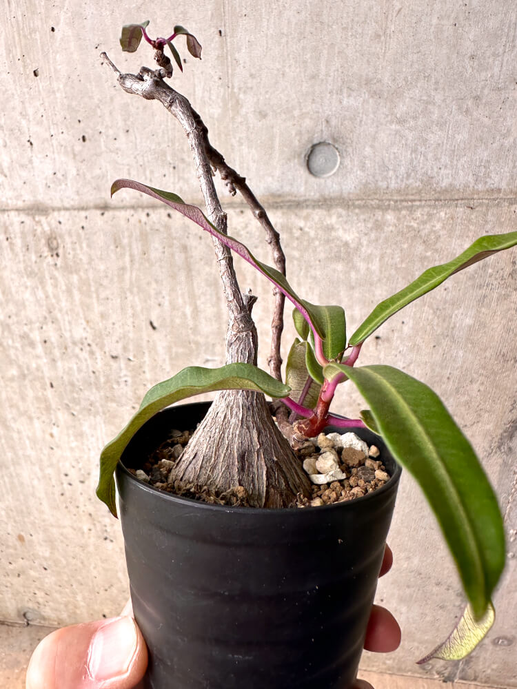 【現品限り】ペトペンチア・ナタレンシス【E47】 Petopentia natalensis