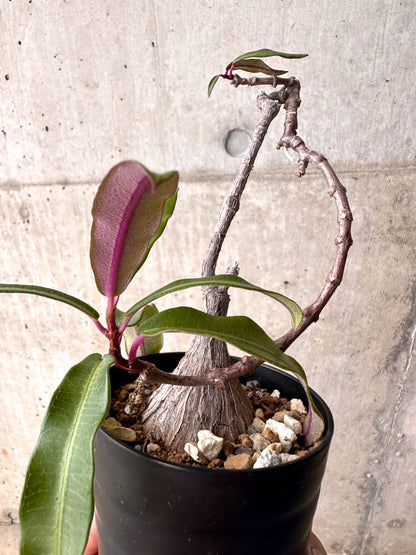 【現品限り】ペトペンチア・ナタレンシス【E47】 Petopentia natalensis